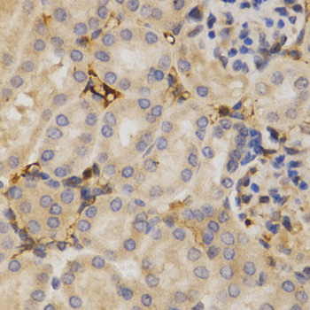 Immunohistochemistry of paraffin-embedded Mouse kidney using HuR / ELAVL1 Polyclonal Antibody at dilution of  1:200 (40x lens).