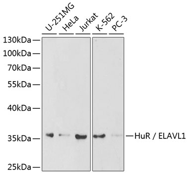 Western blot analysis of extracts of various cell lines using HuR / ELAVL1 Polyclonal Antibody at dilution of 1:1000.