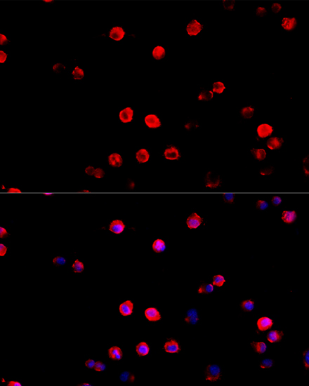 Immunofluorescence analysis of RAW264.7 cells using PD-L1 Polyclonal Antibody at dilution of  1:100. Blue: DAPI for nuclear staining.