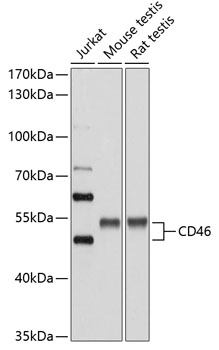 Western blot analysis of extracts of various cell lines using CD46 Polyclonal Antibody at dilution of 1:1000.