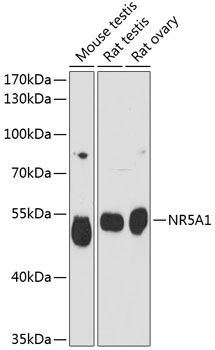 Western blot analysis of extracts of various cell lines using NR5A1 Polyclonal Antibody at dilution of 1:3000.