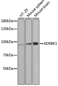 Western blot analysis of extracts of various cell lines using ADRBK1 Polyclonal Antibody at dilution of 1:1000.