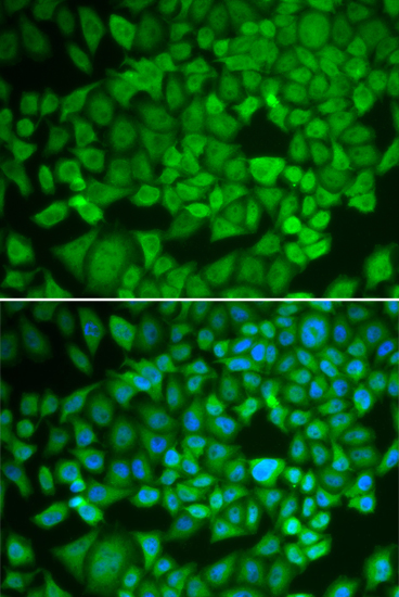 Immunofluorescence analysis of U2OS cells using NR0B1 Polyclonal Antibody