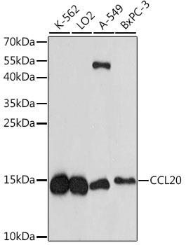 Western blot analysis of extracts of various cell lines using CCL20 Polyclonal Antibody at dilution of 1:1000.