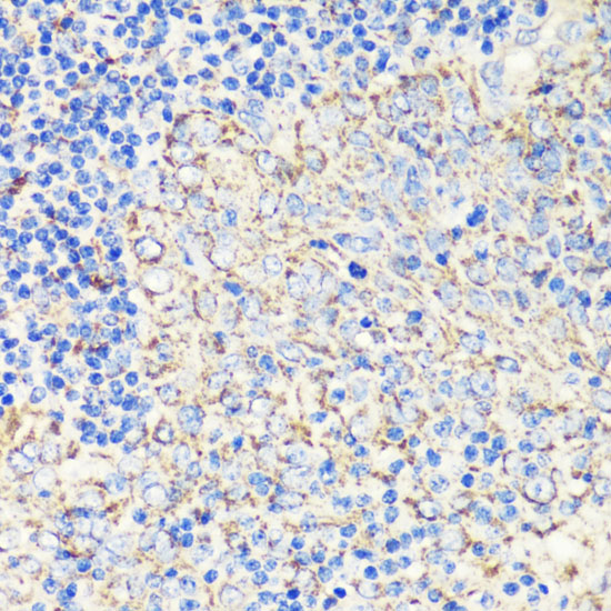 Immunohistochemistry of paraffin-embedded Human tonsil using FKBP1A Polyclonal Antibody at dilution of  1:200 (40x lens).