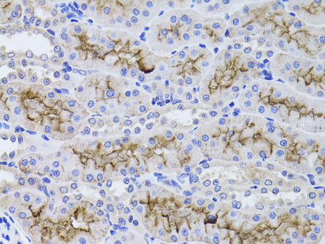 Immunohistochemistry of paraffin-embedded Rat kidney using GGT1 Polyclonal Antibody at dilution of  1:100 (40x lens).