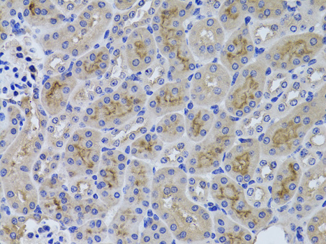 Immunohistochemistry of paraffin-embedded Mouse kidney using GGT1 Polyclonal Antibody at dilution of  1:100 (40x lens).