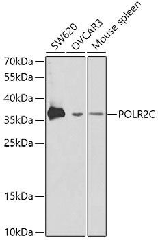 Western blot analysis of extracts of various cell lines using POLR2C Polyclonal Antibody at dilution of 1:1000.