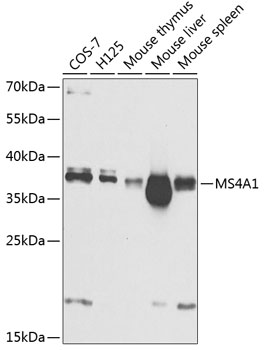 Western blot analysis of extracts of various cell lines using MS4A1 Polyclonal Antibody at dilution of 1:1000.