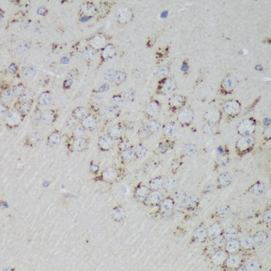 Immunohistochemistry of paraffin-embedded Mouse brain using PSAP Polyclonal Antibody at dilution of  1:200 (40x lens).