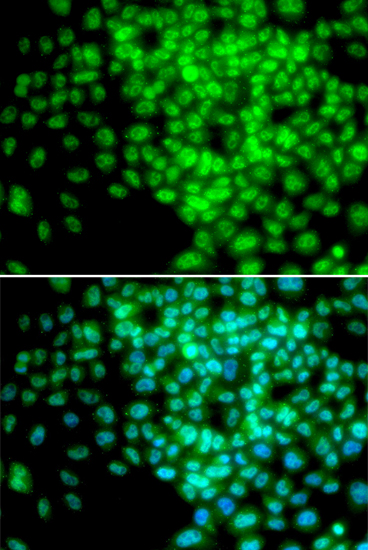 Immunofluorescence analysis of HeLa cells using POLR2F Polyclonal Antibody