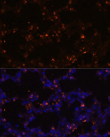 Immunofluorescence analysis of Mouse lung using SFTPC Polyclonal Antibody at dilution of  1:100 (40x lens). Blue: DAPI for nuclear staining.