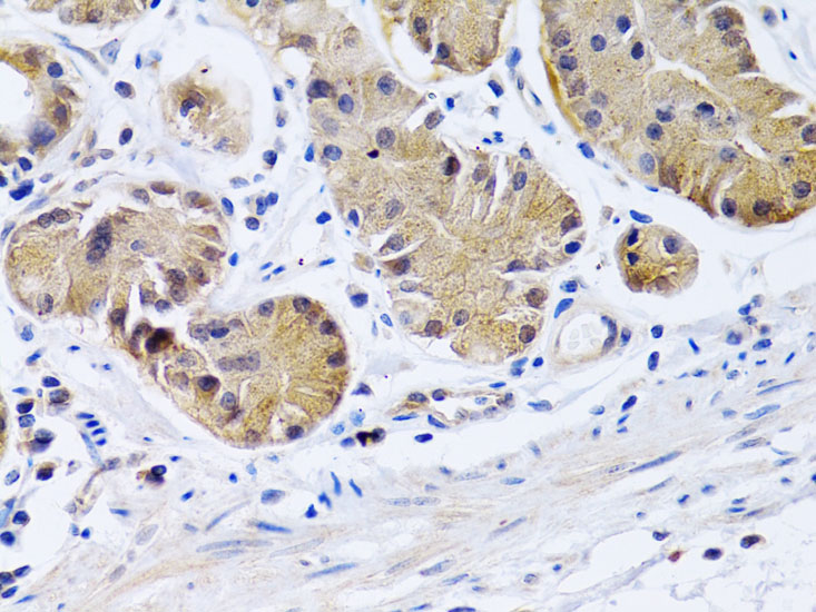 Immunohistochemistry of paraffin-embedded Human stomach using PTGIR Polyclonal Antibody at dilution of  1:200 (40x lens).