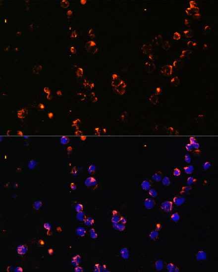 Immunofluorescence analysis of Jurkat cells using CD27 Polyclonal Antibody at dilution of  1:100. Blue: DAPI for nuclear staining.