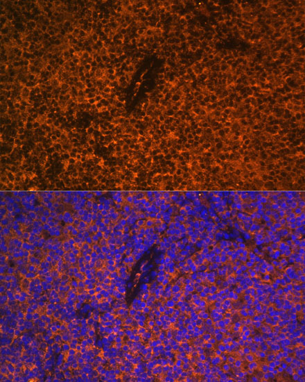 Immunofluorescence analysis of Rat thymus using CD27 Polyclonal Antibody at dilution of  1:100. Blue: DAPI for nuclear staining.