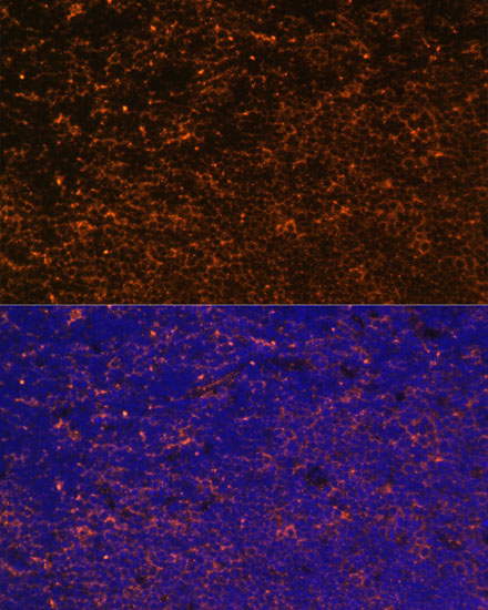 Immunofluorescence analysis of Mouse thymus using CD27 Polyclonal Antibody at dilution of  1:100. Blue: DAPI for nuclear staining.