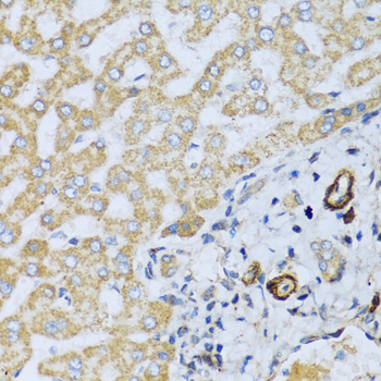 Immunohistochemistry of paraffin-embedded Human liver using CSH1 Polyclonal Antibody at dilution of  1:100 (40x lens).