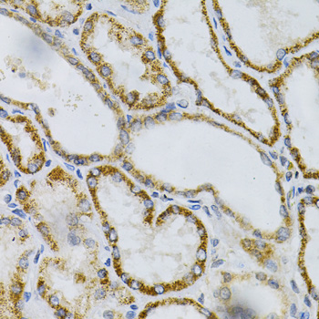 Immunohistochemistry of paraffin-embedded Human kidney using PTPRA Polyclonal Antibody at dilution of  1:100 (40x lens).