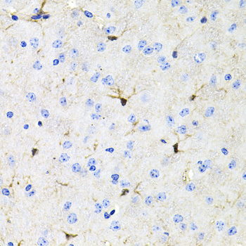 Immunohistochemistry of paraffin-embedded Mouse brain using ACVR2A Polyclonal Antibody at dilution of  1:100 (40x lens).