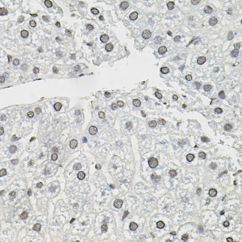 Immunohistochemistry of paraffin-embedded Mouse liver using TCEB1 Polyclonal Antibody