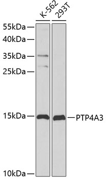 Western blot analysis of extracts of various cell lines using PTP4A3 Polyclonal Antibody at dilution of 1:1000.