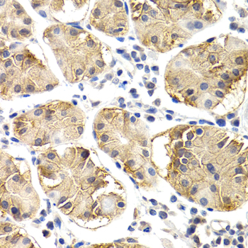 Immunohistochemistry of paraffin-embedded Human normal stomach using CHIT1 Polyclonal Antibody at dilution of  1:200 (40x lens).