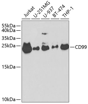 Western blot analysis of extracts of various cell lines using CD99 Polyclonal Antibody at dilution of 1:1000.