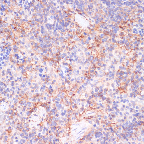 Immunohistochemistry of paraffin-embedded Rat spleen using NT5E / CD73 Polyclonal Antibody at dilution of  1:200 (40x lens).