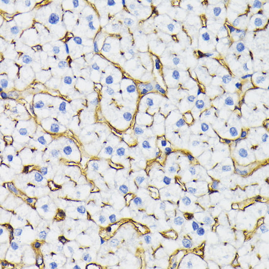 Immunohistochemistry of paraffin-embedded Human liver using NT5E / CD73 Polyclonal Antibody at dilution of  1:200 (40x lens).