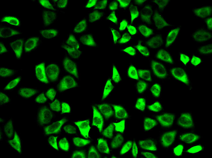 Immunofluorescence analysis of HeLa cells using PRDX6 Polyclonal Antibody