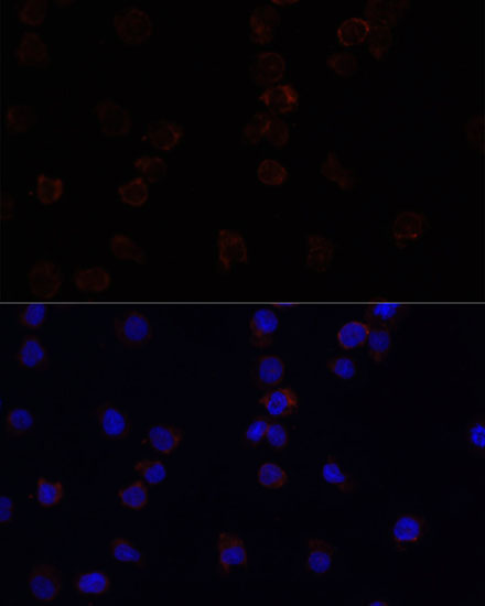 Immunofluorescence analysis of THP-1 cells using SIGLEC3/CD33 Polyclonal Antibody at dilution of  1:100. Blue: DAPI for nuclear staining.
