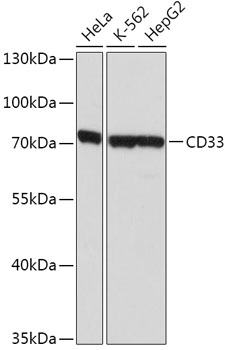 Western blot analysis of extracts of various cell lines using SIGLEC3/CD33 Polyclonal Antibody at dilution of 1:1000.