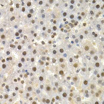 Immunohistochemistry of paraffin-embedded Rat liver using TOR1A Polyclonal Antibody at dilution of  1:200 (40x lens).