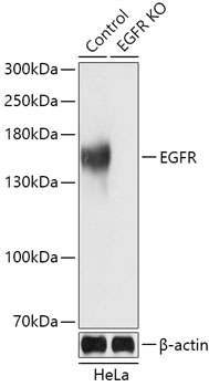 Western blot analysis of extracts from normal (control) and EGFR knockout (KO) HeLa cells using EGFR Polyclonal Antibody at dilution of 1:3000.