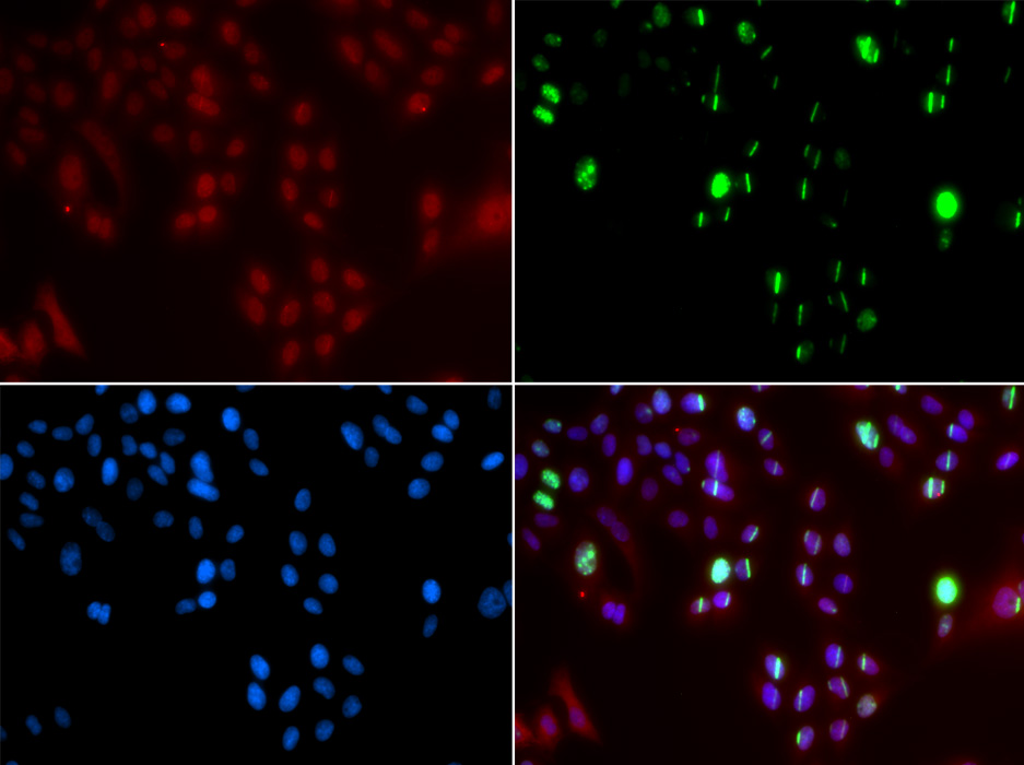 Immunofluorescence analysis of GFP-RNF168 transgenic U2OS cells using FANCD2 Polyclonal Antibody