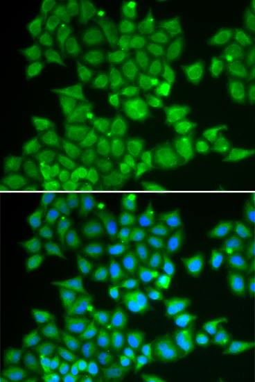 Immunofluorescence analysis of U2OS cells using PDE1B Polyclonal Antibody