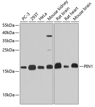 Western blot analysis of extracts of various cell lines using PIN1 Polyclonal Antibody at dilution of 1:1000.