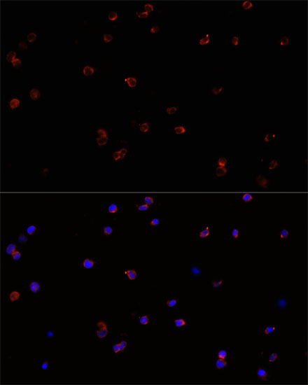Immunofluorescence analysis of Jurkat cells using PTPRC Polyclonal Antibody at dilution of  1:100. Blue: DAPI for nuclear staining.