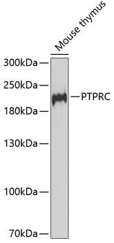 Western blot analysis of extracts of Mouse thymus using PTPRC Polyclonal Antibody at dilution of 1:1000.