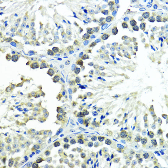 Immunohistochemistry of paraffin-embedded Mouse testis using SUMO1 Polyclonal Antibody at dilution of  1:200 (40x lens).