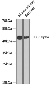 Western blot analysis of extracts of various cell lines using LXR alpha Polyclonal Antibody at dilution of 1:1000.