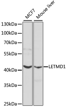 Western blot analysis of extracts of various cell lines using LETMD1 Polyclonal Antibody at dilution of 1:1000.