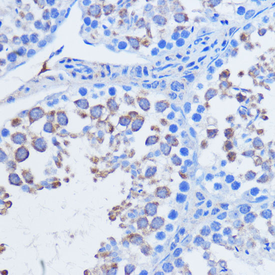 Immunohistochemistry of paraffin-embedded Mouse testis using PIWIL1 Polyclonal Antibody at dilution of  1:100 (40x lens).