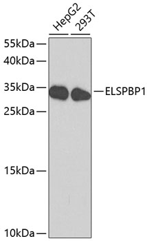 Western blot analysis of extracts of various cell lines using ELSPBP1 Polyclonal Antibody at dilution of 1:1000.