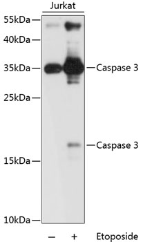 Western blot analysis of extracts of Jurkat cells using Caspase-3 Polyclonal Antibody at dilution of 1:1000.