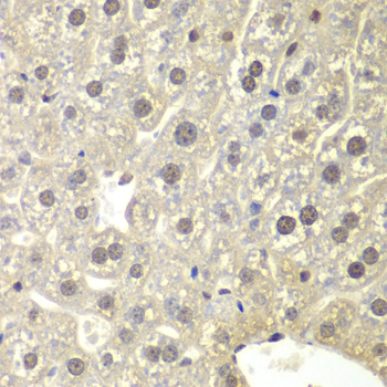 Immunohistochemistry of paraffin-embedded Mouse liver using NR3C1 Polyclonal Antibody at dilution of  1:200 (40x lens).