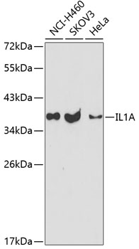 Western blot analysis of extracts of various cell lines using IL1A Polyclonal Antibody at dilution of 1:1000.