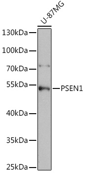 Western blot analysis of extracts of U-87MG cells using PSEN1 Polyclonal Antibody at dilution of 1:1000.