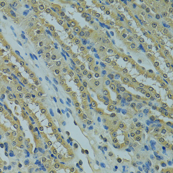 Immunohistochemistry of paraffin-embedded Mouse kidney using UBE2I Polyclonal Antibody at dilution of  1:100 (40x lens).