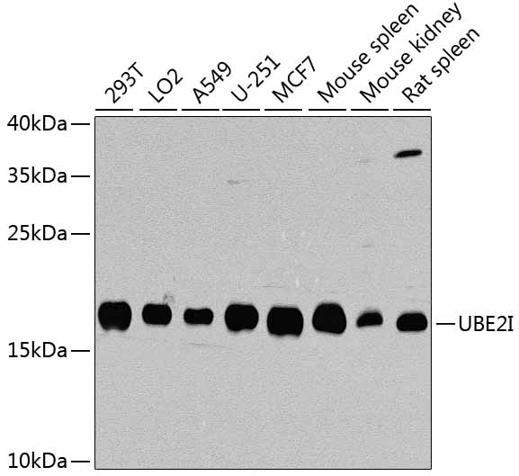 Western blot analysis of extracts of various cell lines using UBE2I Polyclonal Antibody at dilution of 1:1000.